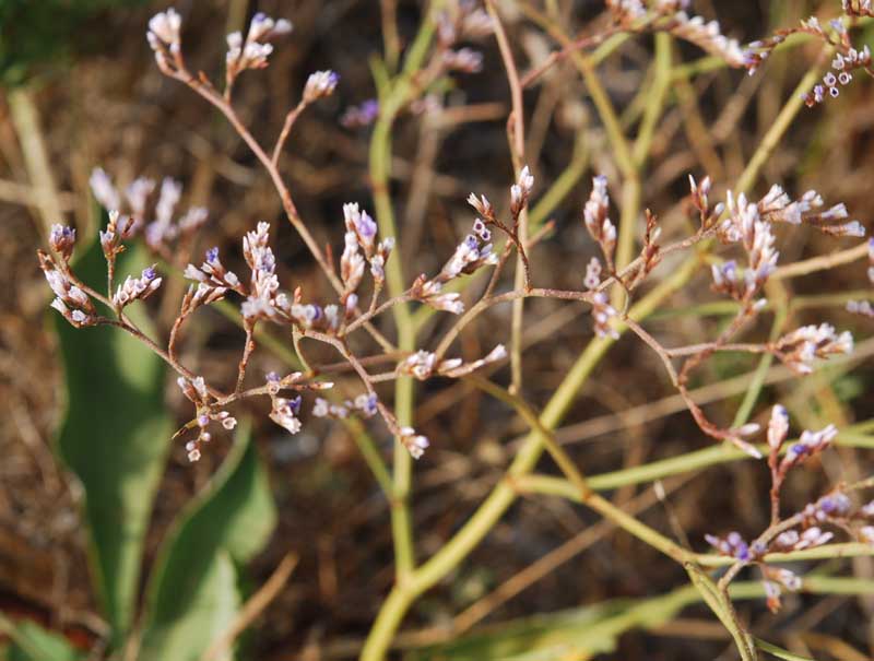 Limonium narbonense / Limonio comune